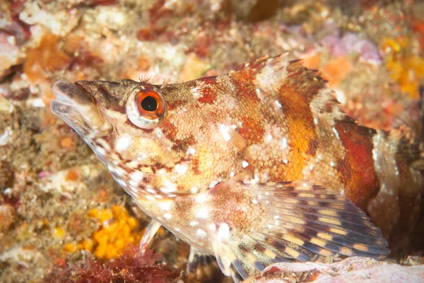 Close up de peixes coloridos — Fotografia de Stock