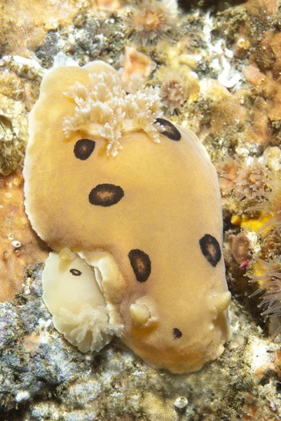Víz alatti csigák — Stock Fotó