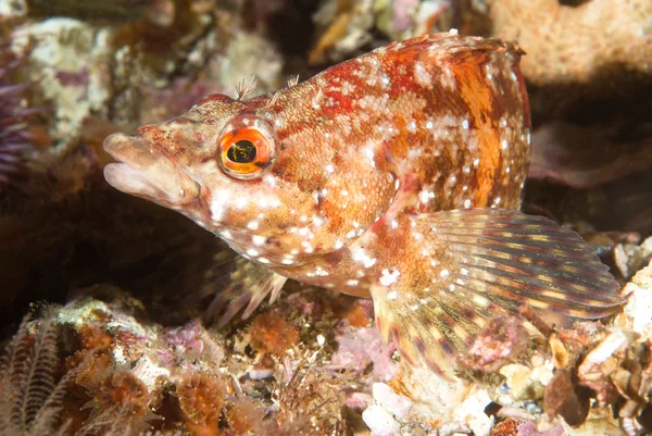 Painted greenling fish — Stock Photo, Image
