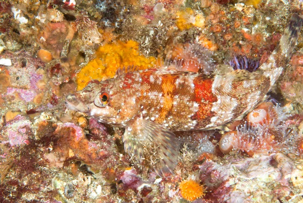 Colore pesce sulla barriera corallina vibrante — Foto Stock
