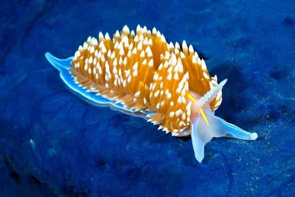 다채로운 nudibranch — 스톡 사진