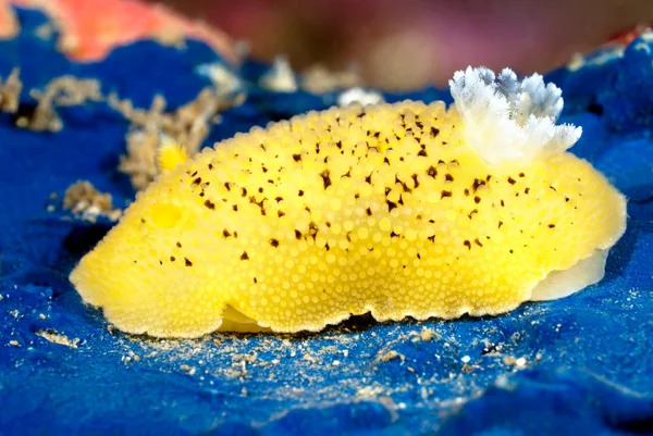 Nudibranch amarelo colorido — Fotografia de Stock