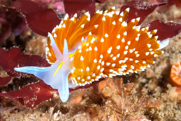 Πολύχρωμο nudibranch — Φωτογραφία Αρχείου