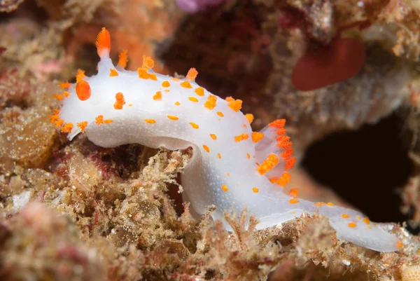 Palhaço nudibranch — Fotografia de Stock