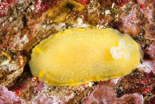 Nudibranchia gialla — Foto Stock