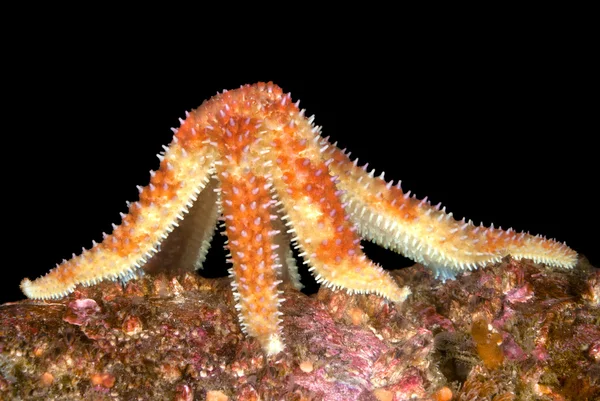 Voeding starfish — Stockfoto