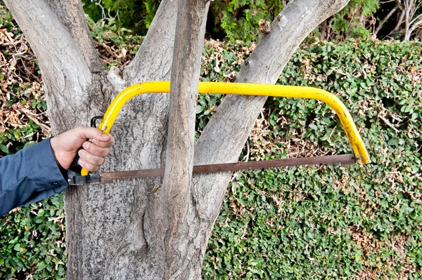 Scier une branche d'arbre — Photo