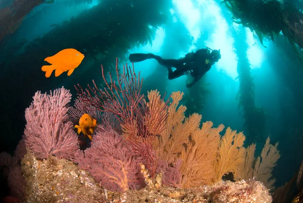 Барвисті підводні риф — стокове фото