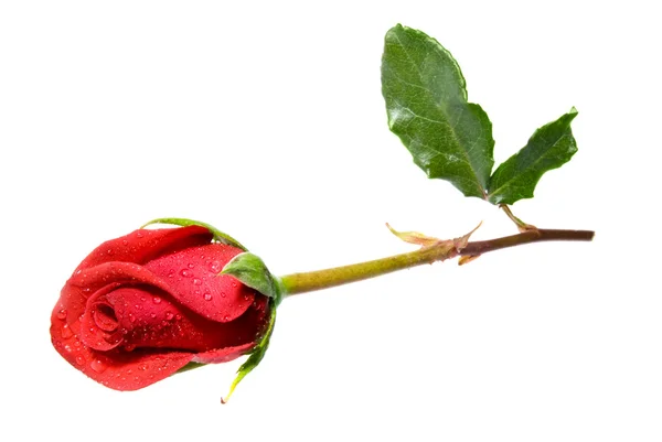 赤いバラ — ストック写真