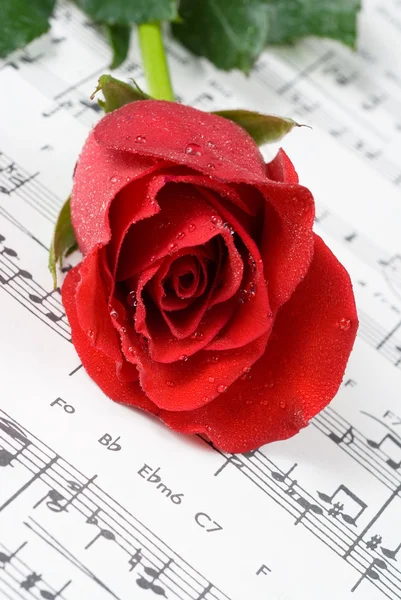 Rosa roja en partituras — Foto de Stock