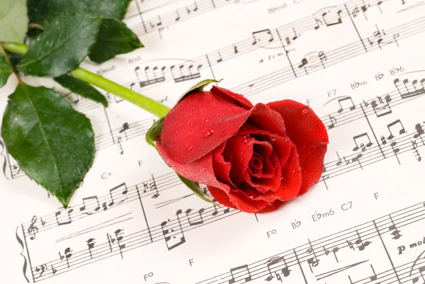 Klavírní růže — Stock fotografie