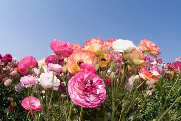 Красочные дикие цветы — стоковое фото