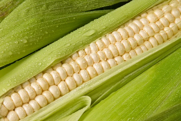 玉米芯上的新鲜玉米 — 图库照片