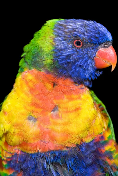 Pássaro tropical — Fotografia de Stock