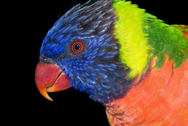熱帯性の鳥 — ストック写真