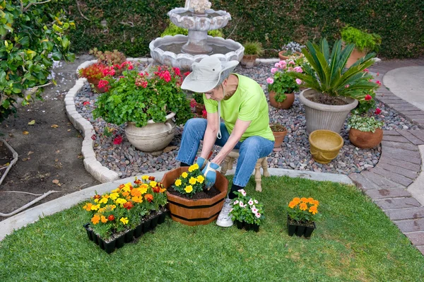 Felnőtt vezető ültetés virágok Stock Kép