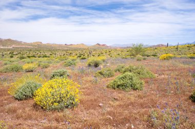 Springtime in the desert clipart