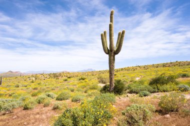 Springtime in the desert clipart