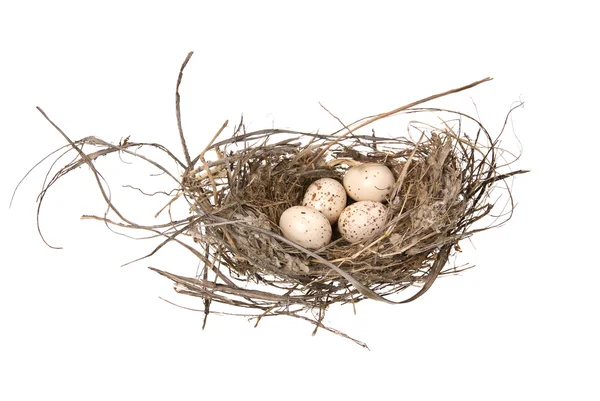 Birds nest — Stock Photo, Image