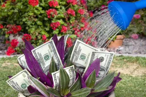 Money plant being watered — Stock Photo, Image