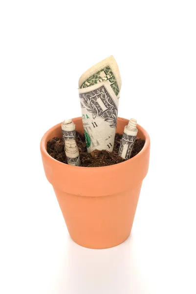 Pote de flor de barro com crescimento em dinheiro — Fotografia de Stock