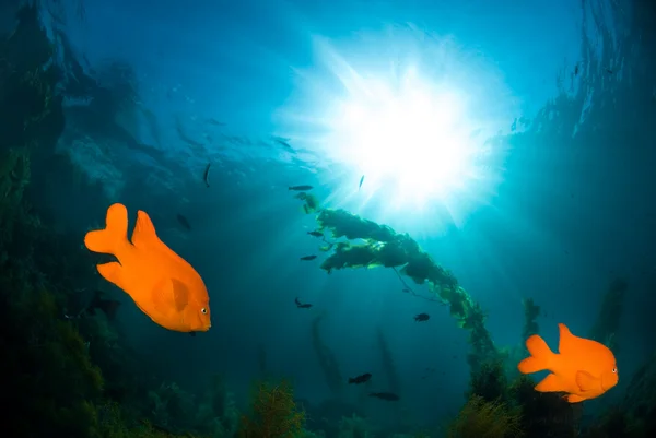 Підводний сонячними променями — стокове фото