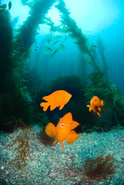 オーシャン リーフ上のオレンジ色の魚 — ストック写真