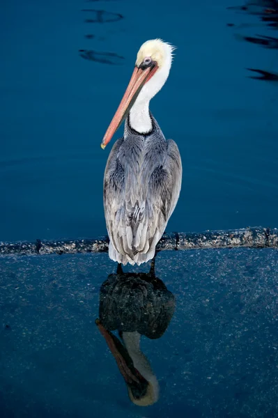 stock image Brown Pelican