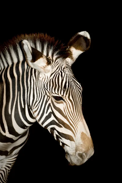 stock image Zebra at night