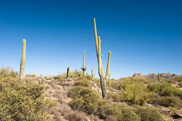 Panorama pustyni kaktus — Zdjęcie stockowe