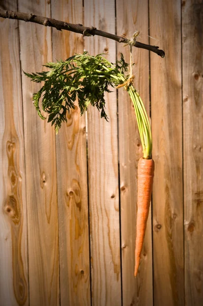 在一根棍子上的胡萝卜 — 图库照片
