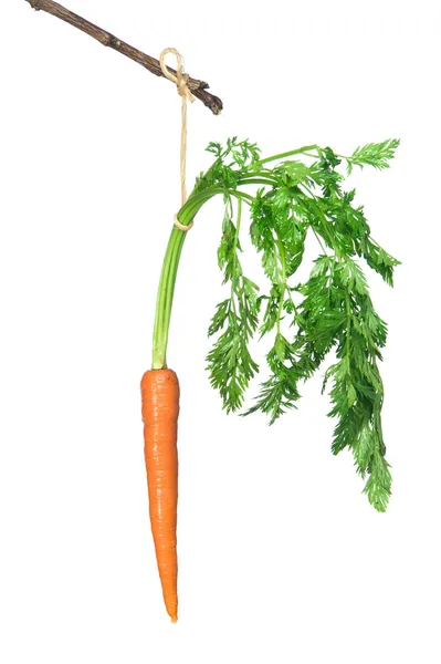Zanahoria en un palo —  Fotos de Stock