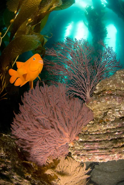 Garibaldi ryby a podmořský útes — Stock fotografie