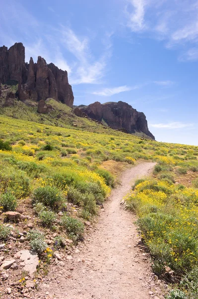 Woestijn trail vond met wilde bloemen — Stockfoto