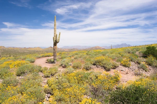 Springtime in the desert — Stock Photo, Image