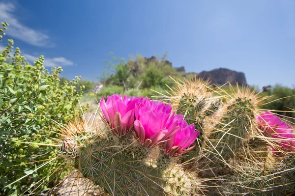 Blooming cactus flowers — Stock Photo, Image
