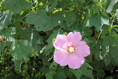 Rose of sharon