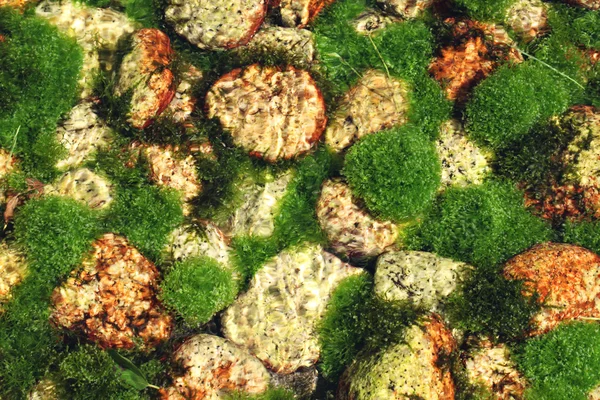 Algi w rzece — Zdjęcie stockowe
