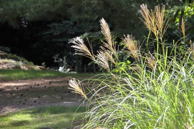 Japanese pampas grass clipart