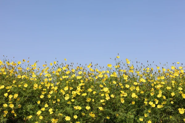 Gelber Blütenkosmos — Stockfoto