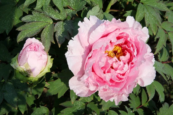 stock image Peony flower