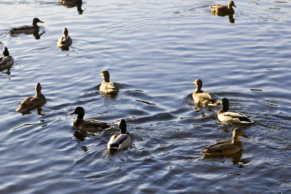 Úszó kacsák — Stock Fotó