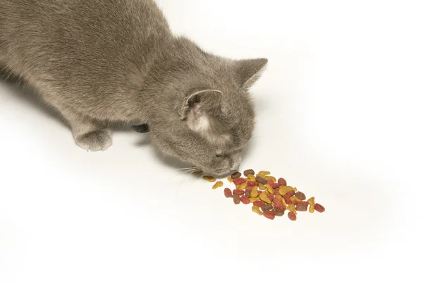 Kočka jídlo — Stock fotografie