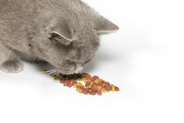 음식을 먹는 고양이 — 스톡 사진