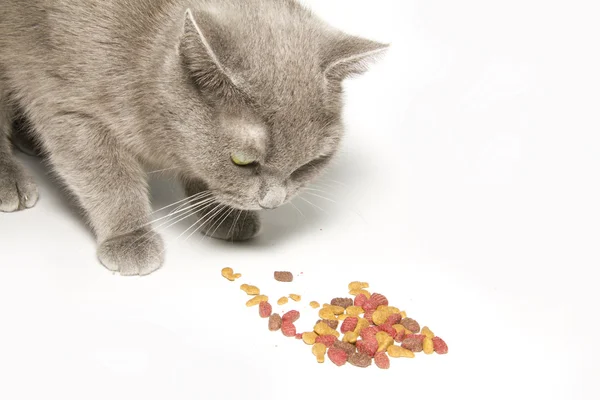 음식을 먹는 고양이 — 스톡 사진