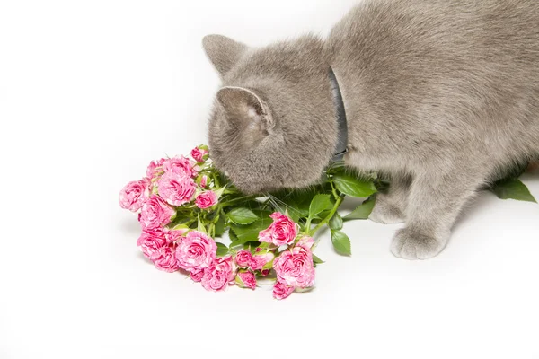 Γκρίζα γάτα τρώει ροζ τριαντάφυλλα — Φωτογραφία Αρχείου