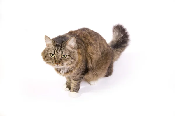 Schnurrbart und flauschige Katze greifen an — Stockfoto