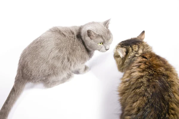 Δύο γάτες Μουστακογλάρονο και αφράτο — Φωτογραφία Αρχείου