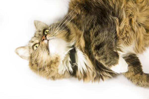 Μουστακογλάρονο και αφράτο γάτα — Φωτογραφία Αρχείου