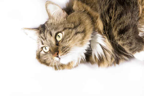 Bahenní a nadýchané kočka — Stock fotografie